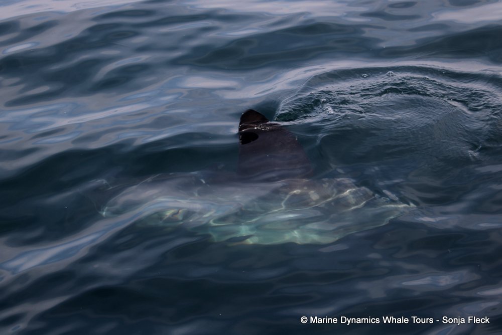 sunfish, whale watching, gansbaai, south africa