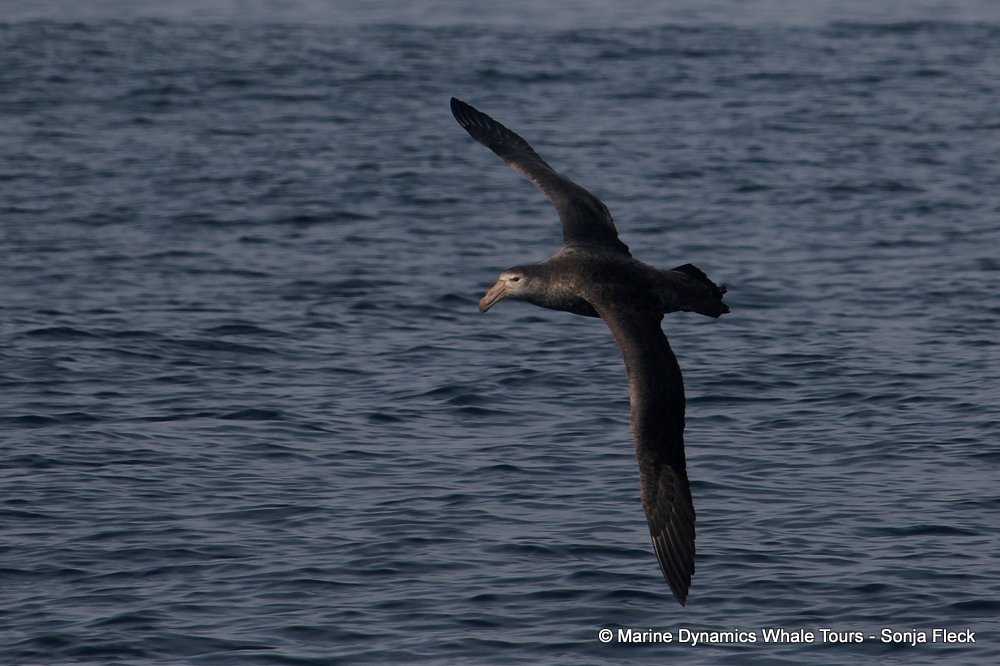 giant petrel, whale watching, gansbaai, south africa,