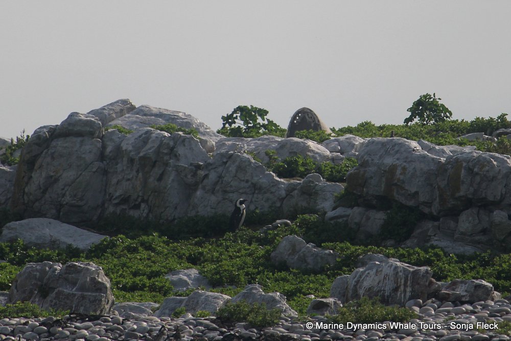 african penguin, whale watching, gansbaai, south africa