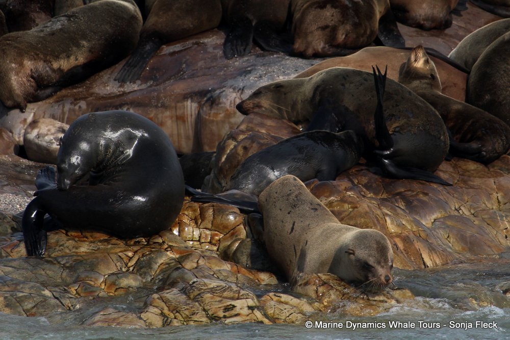 cape fur seal, whale watching, gansbaai, south africa