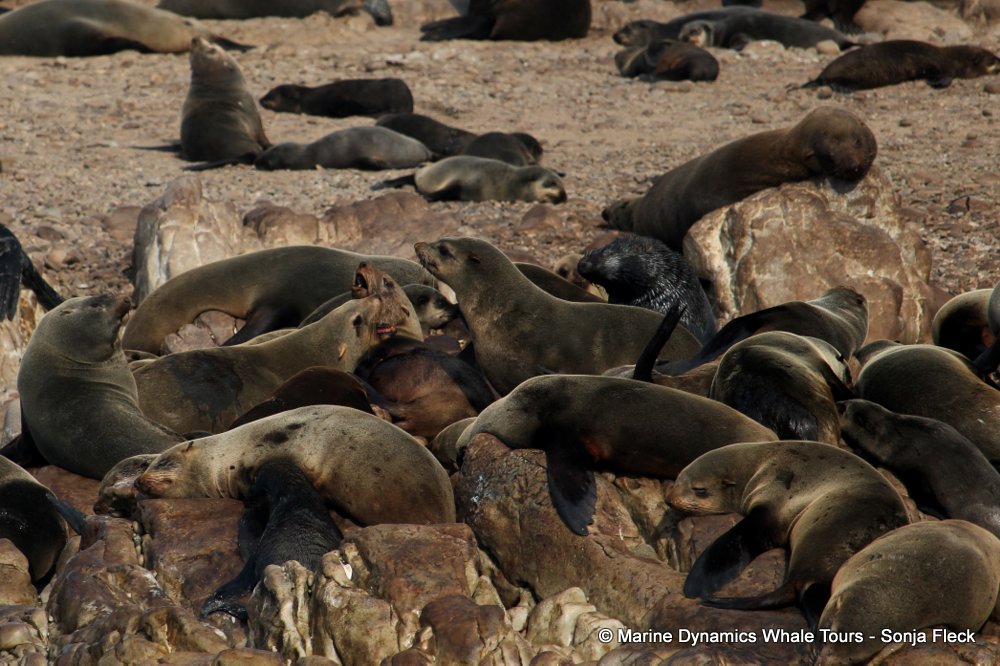 cape fur seal, whale watching, gansbaai, south africa