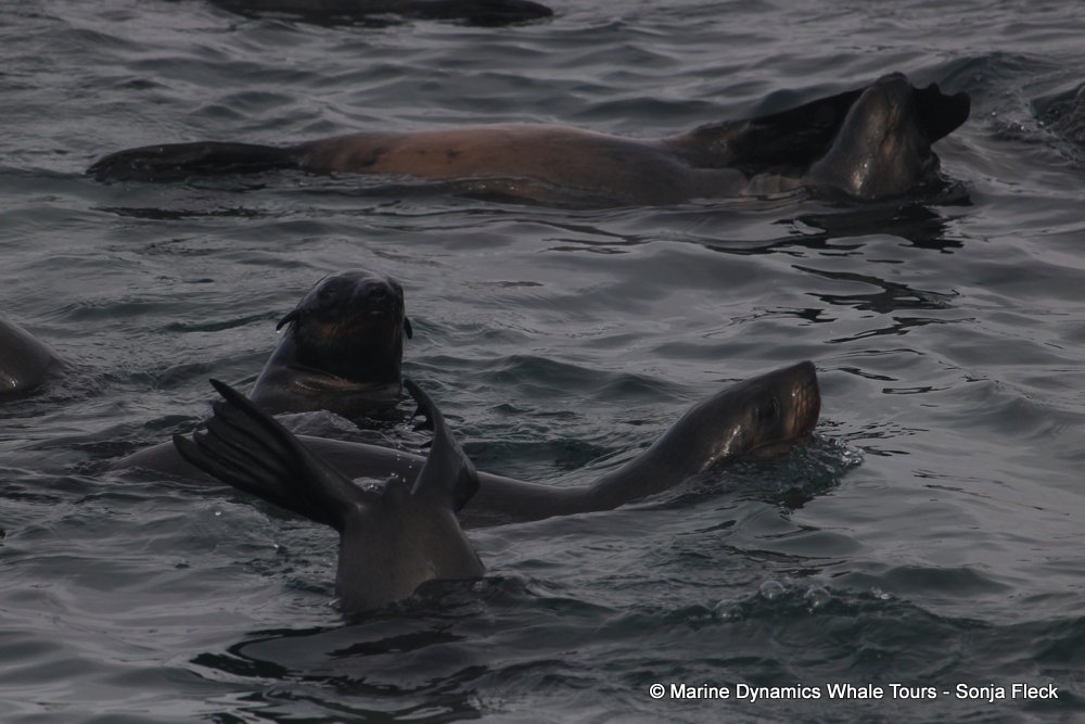 cape fur seal, whale watching, gansbaai, south africa