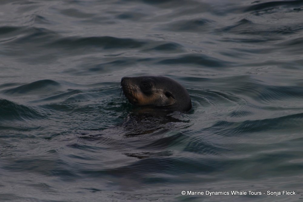 cape fur seal, whale watching, gansbaai, south africa