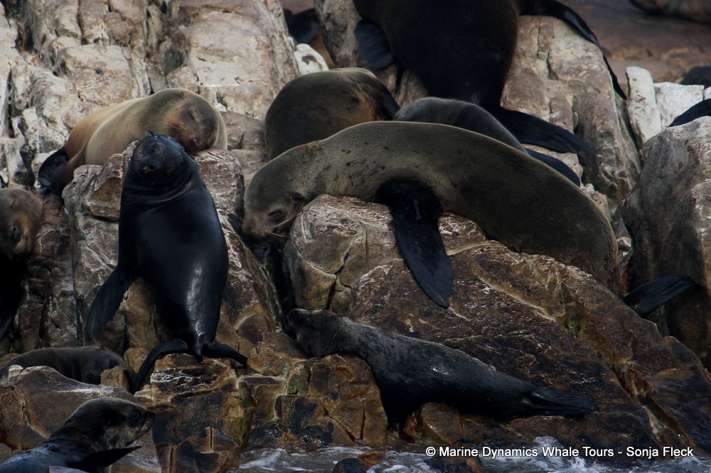cape fur seal, whale watching, gansbaai, south africa