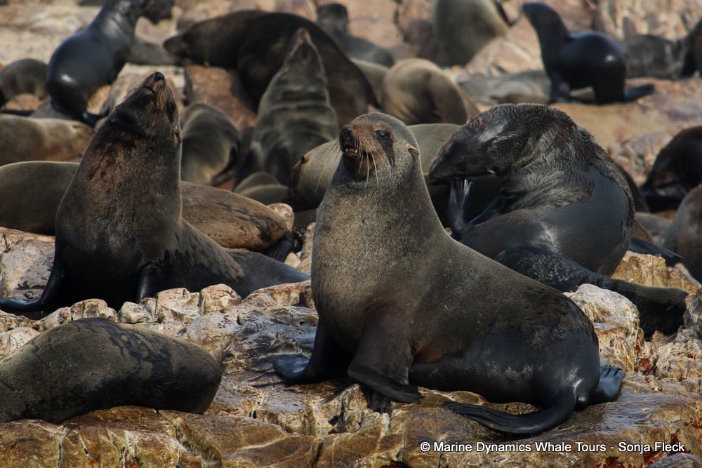 cape fur seal, whale watching, gansbaai, south africa