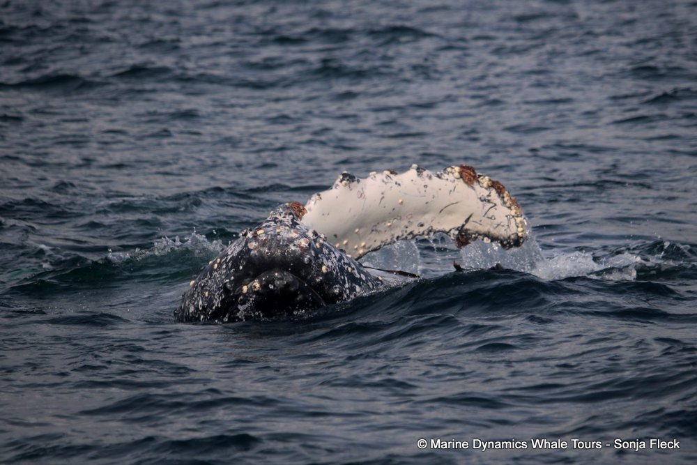 humpback whale, whale watching, gansbaai, south africa