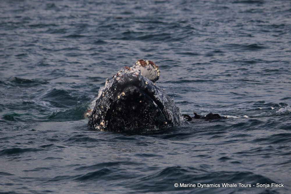 Marine Big 5 Daily Blog 02 June