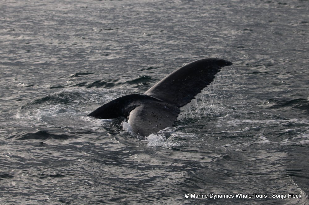 humpback whale, whale watching, gansbaai, south africa