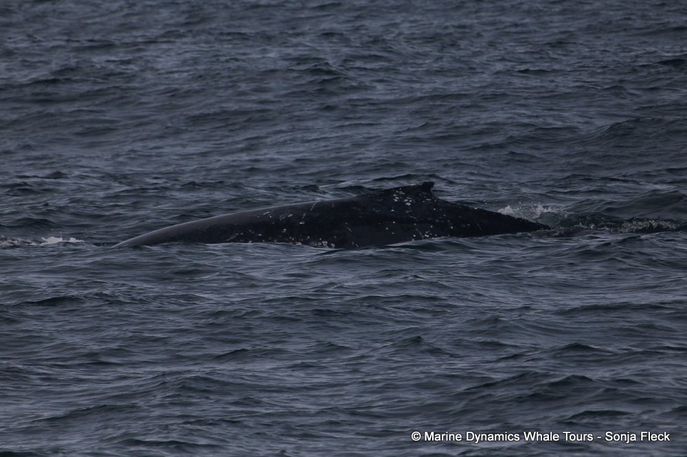 humpback whale, whale watching, gansbaai, south africa