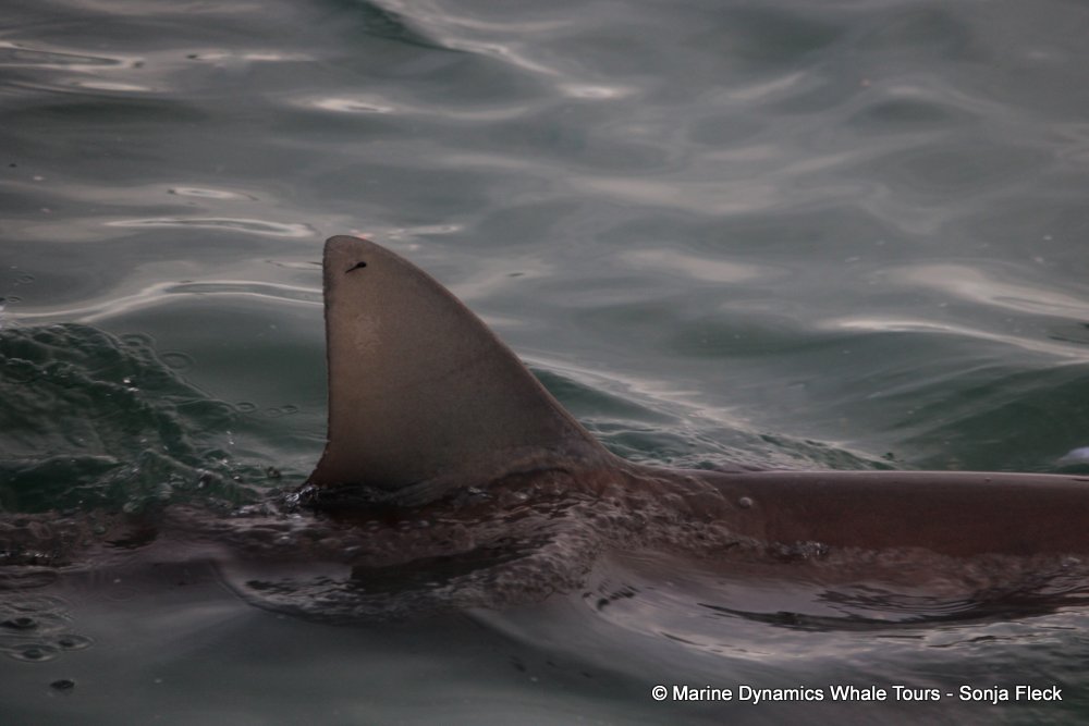 bronze whaler shark, whale watching, gansbaai, south africa,