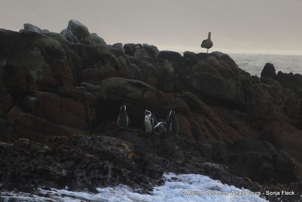 african penguin, whale watching, gansbaai, south africa