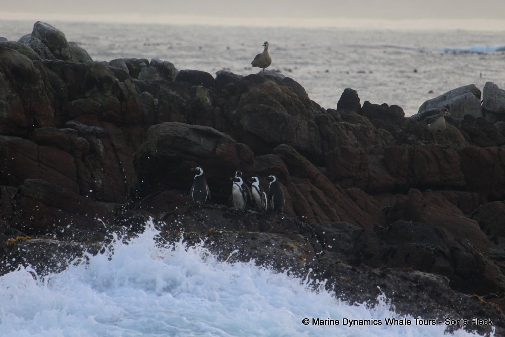 african penguin, whale watching, gansbaai, south africa