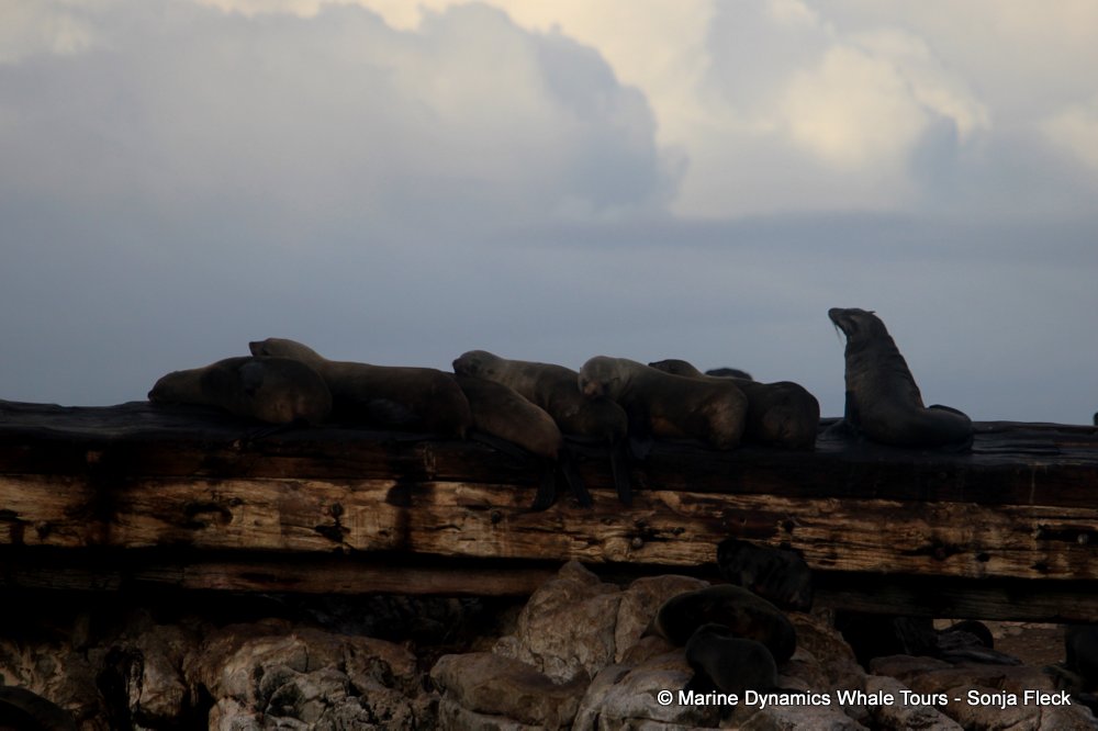 cape fur seal, whale watching, gansbaai, south africa