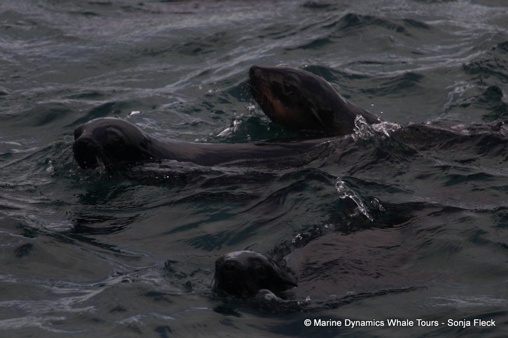 cape fur seal, whale watching, gansbaai, south africa