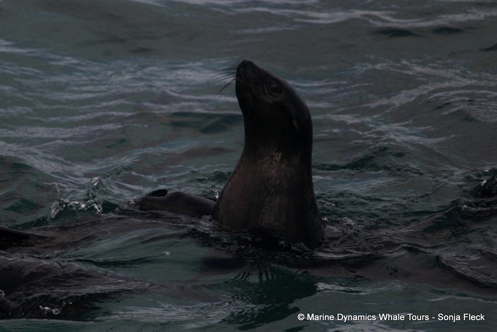 cape fur seal, whale watching, gansbaai, south africa