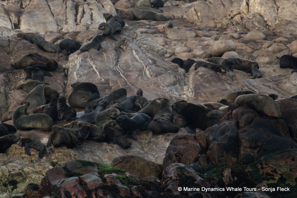 cape fur seal, whale watching, gansbaai, south africa
