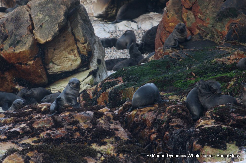 cape fur seal, whale watching, gansbaai, south africa