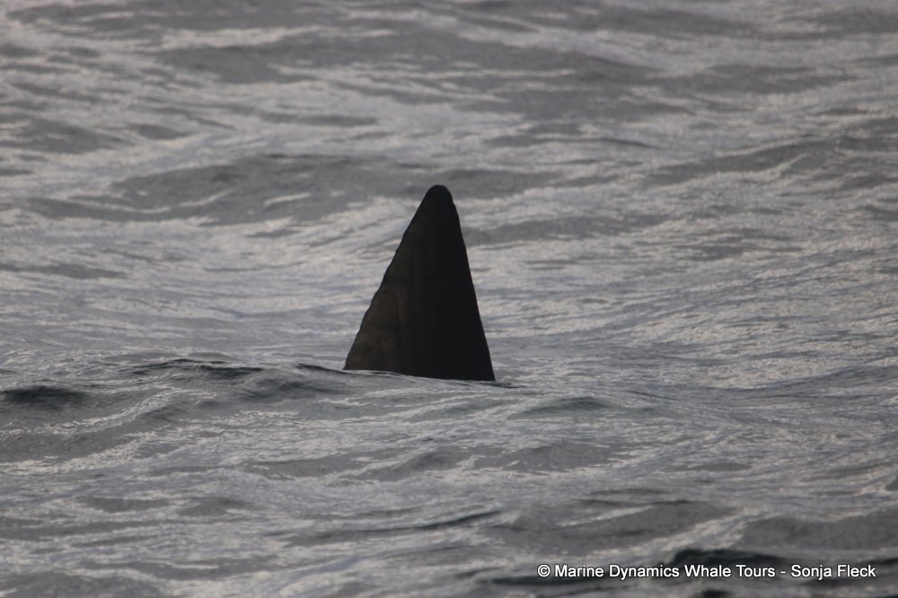 sunfish, whale watching, gansbaai, south africa