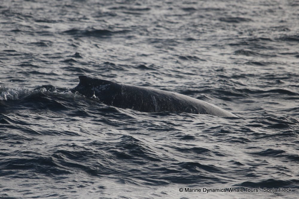 humpback whale, whale watching, gansbaai, south africa