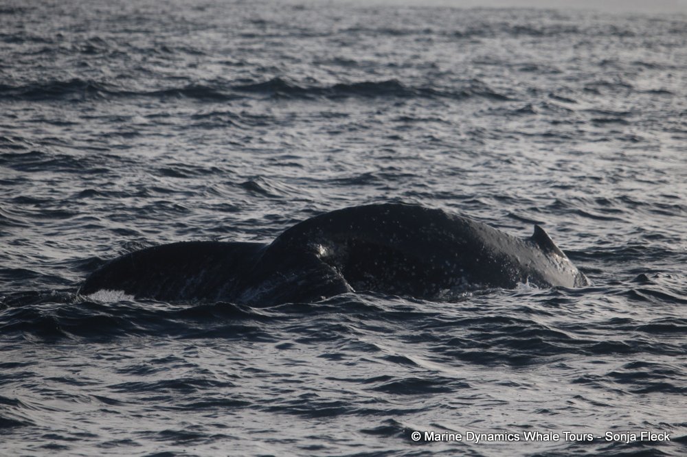 humpback whale, whale watching, gansbaai, south africa
