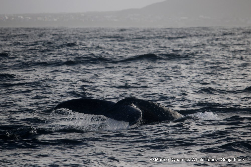humpback whale, whale watching, gansbaai, south africa