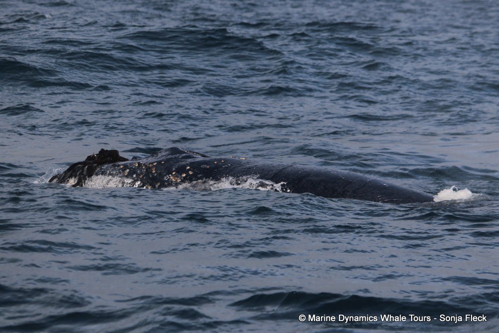 humpback whale, whale watching, gansbaai, south africa