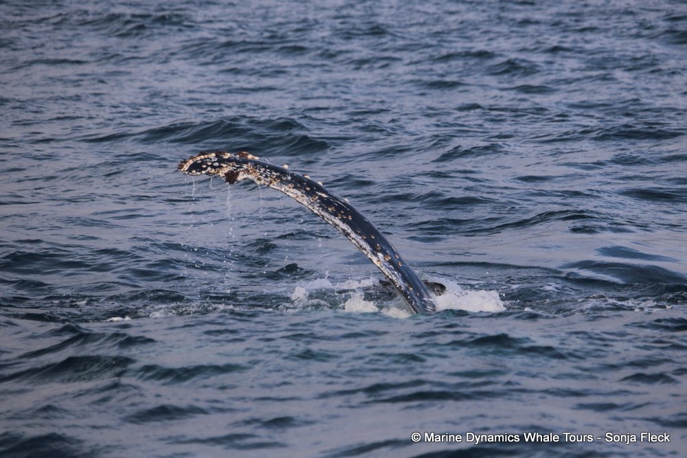 humpback whale, whale watching, gansbaai, south africa