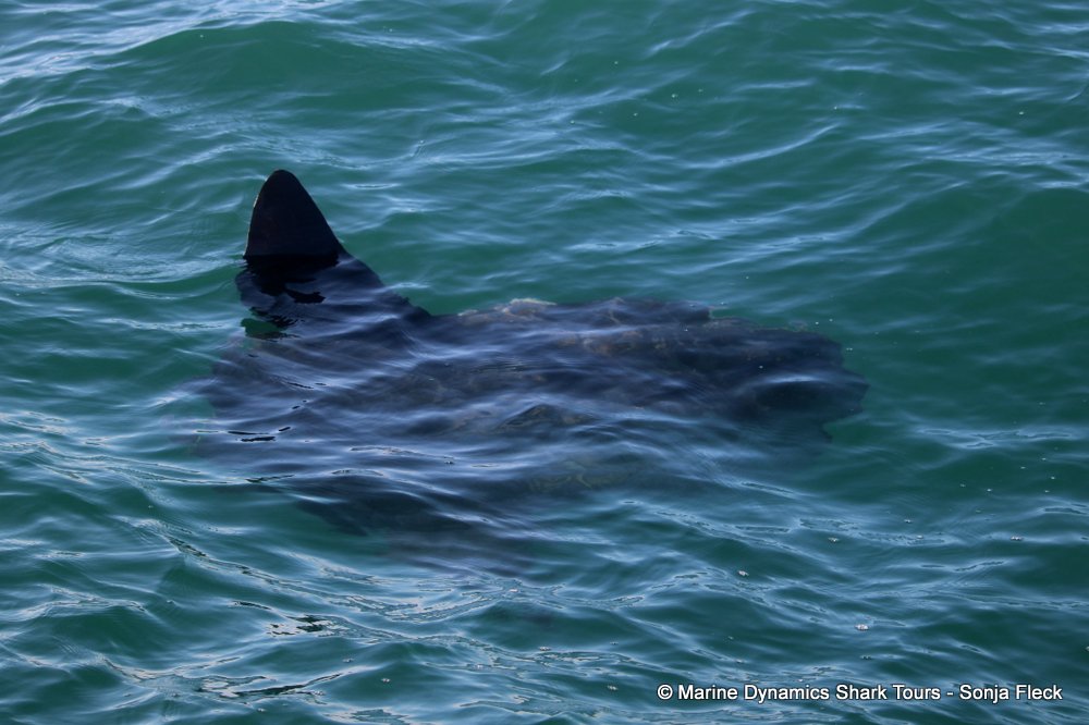 sunfish, whale watching, gansbaai, south africa