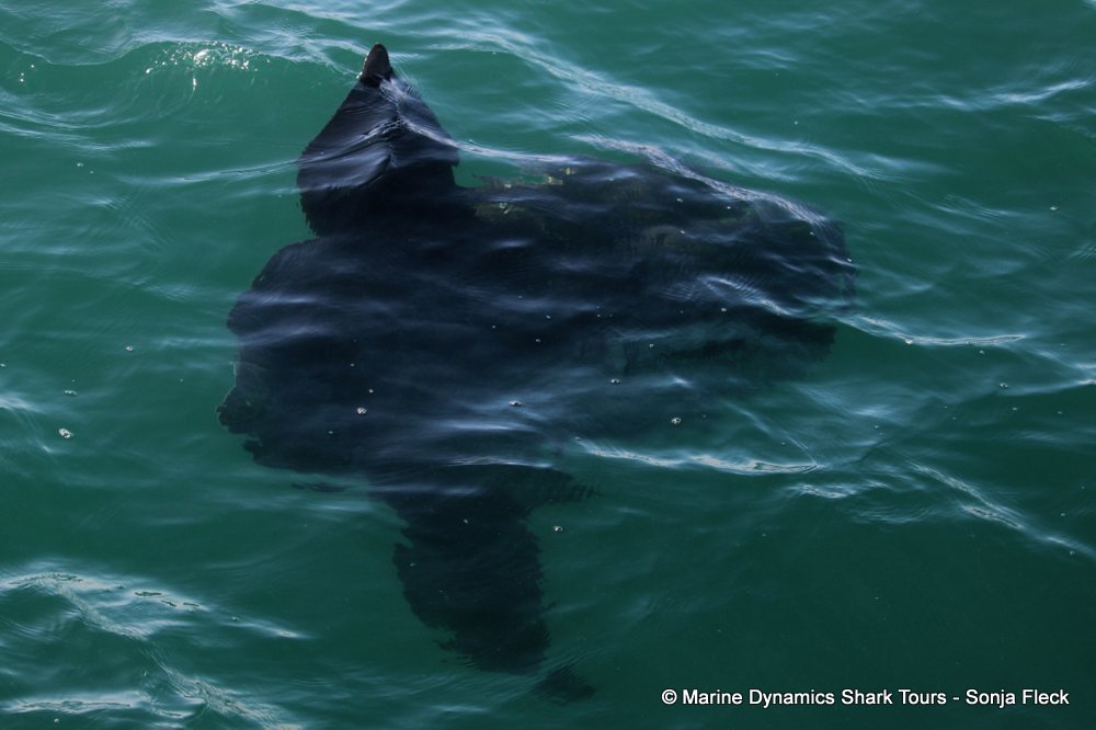 sunfish, whale watching, gansbaai, south africa