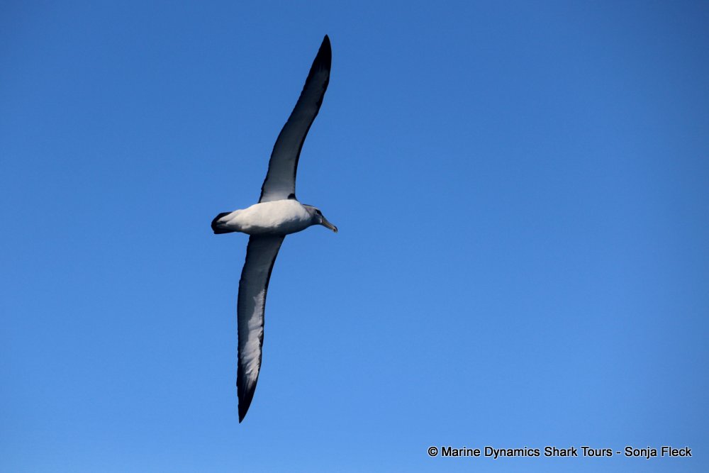 shy albatross, whale watching, gansbaai, south africa