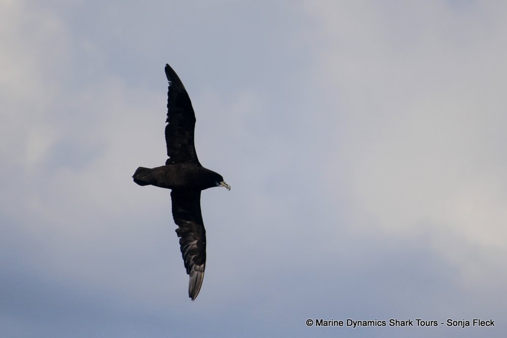 White-chinned Petrel, whale watching, gansbaai, south africa