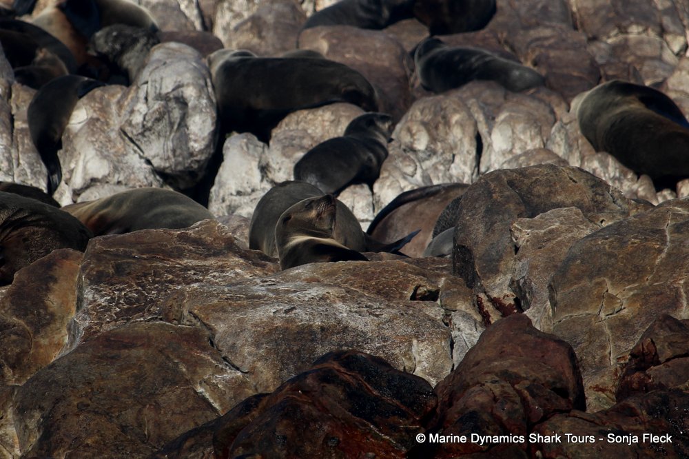 cape fur seal, whale watching, gansbaai, south africa