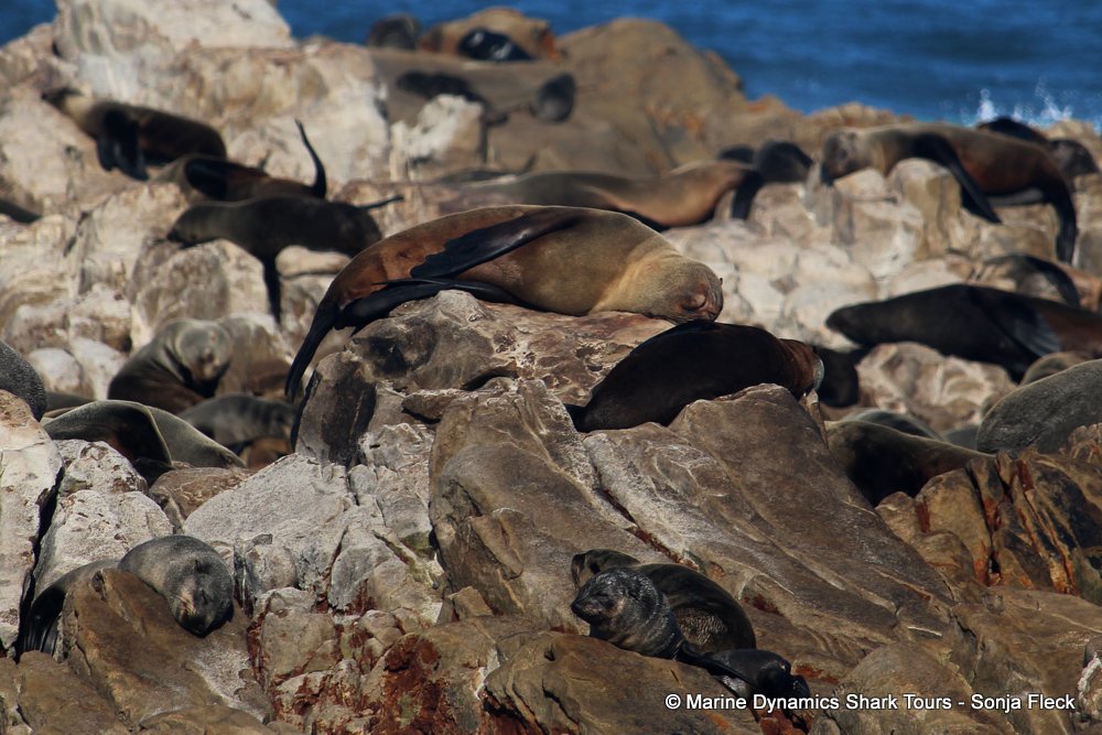 cape fur seal, whale watching, gansbaai, south africa
