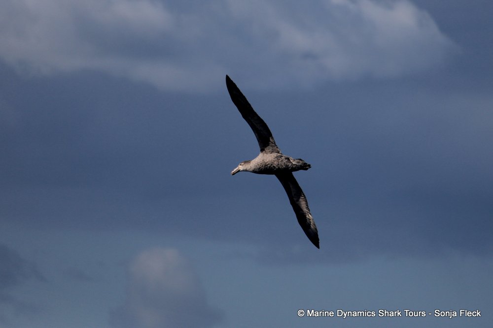 giant petrel, whale watching, gansbaai, south africa,