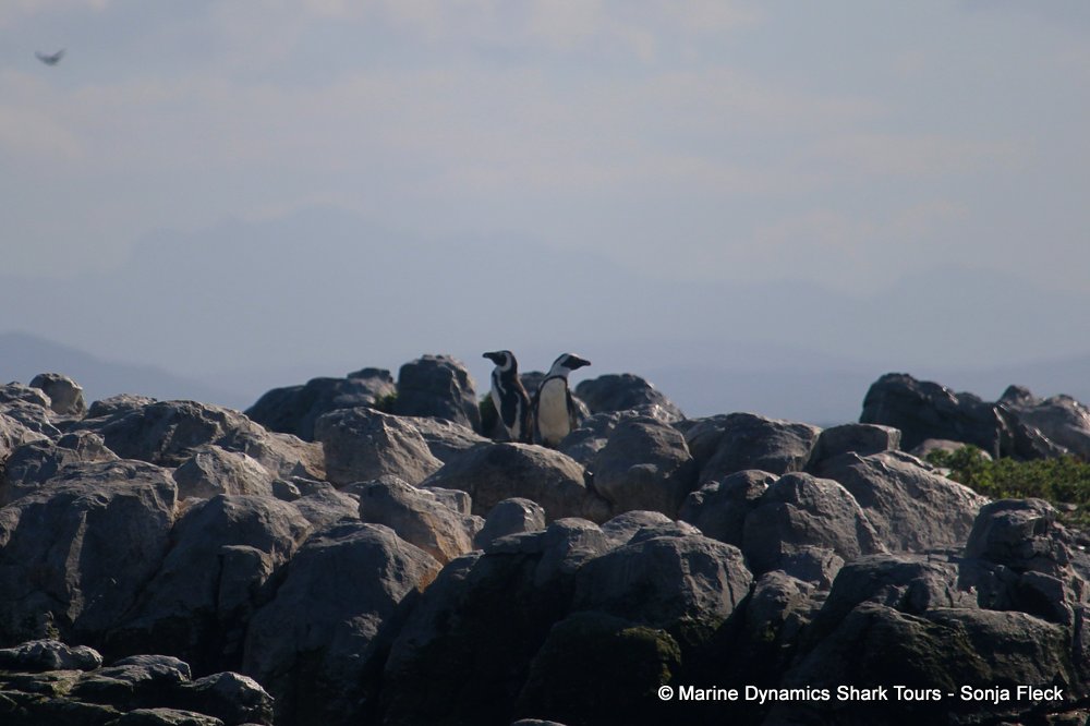 african penguin, whale watching, gansbaai, south africa