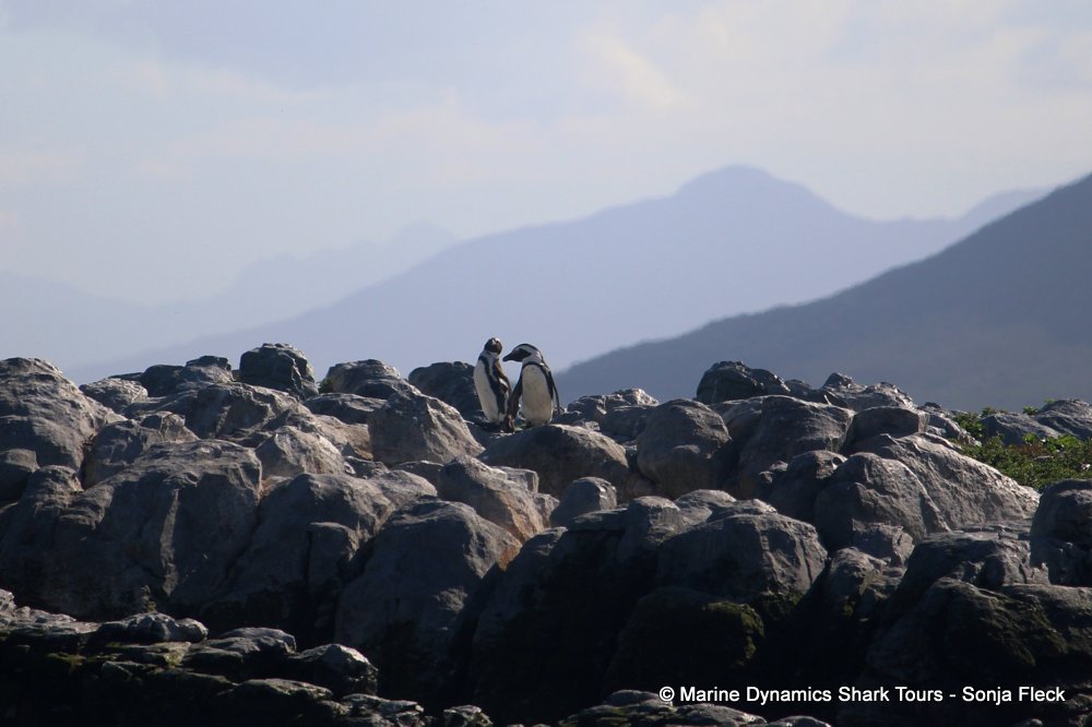 african penguin, whale watching, gansbaai, south africa
