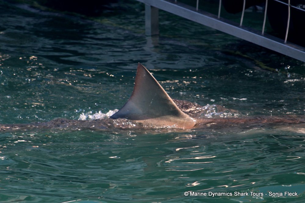 bronze whaler shark, whale watching, gansbaai, south africa,