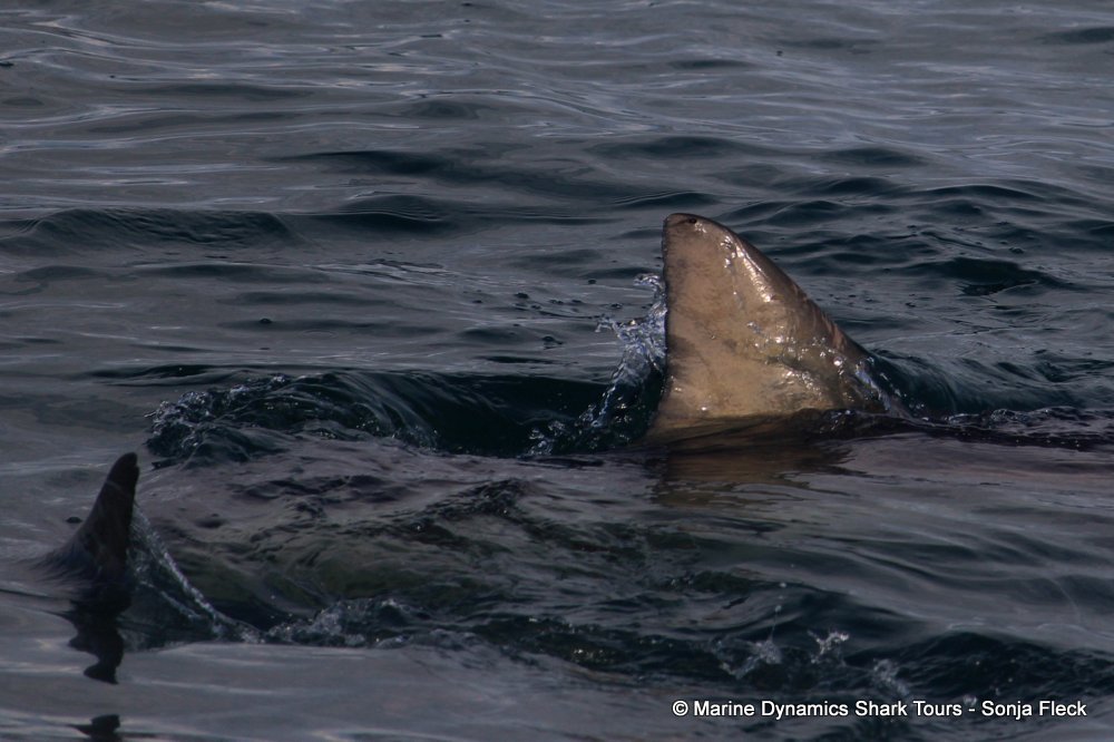 bronze whaler shark, whale watching, gansbaai, south africa,