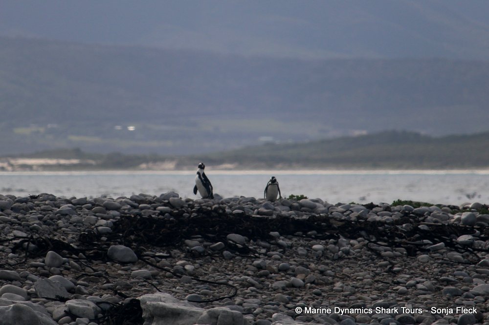 african penguin, whale watching, gansbaai, south africa
