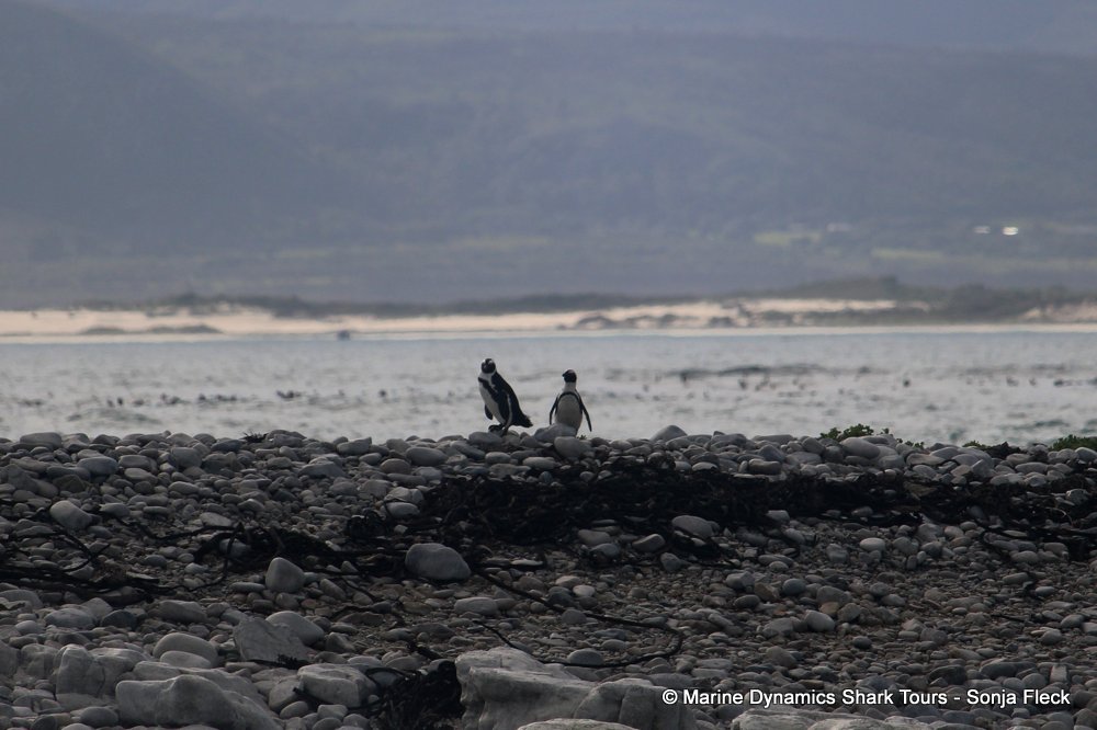 african penguin, whale watching, gansbaai, south africa