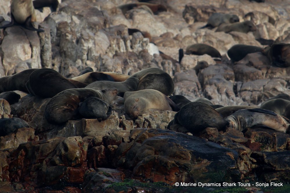 cape fur seal, whale watching, gansbaai, south africa