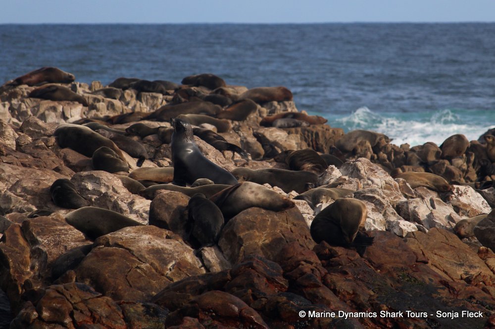 cape fur seal, whale watching, gansbaai, south africa