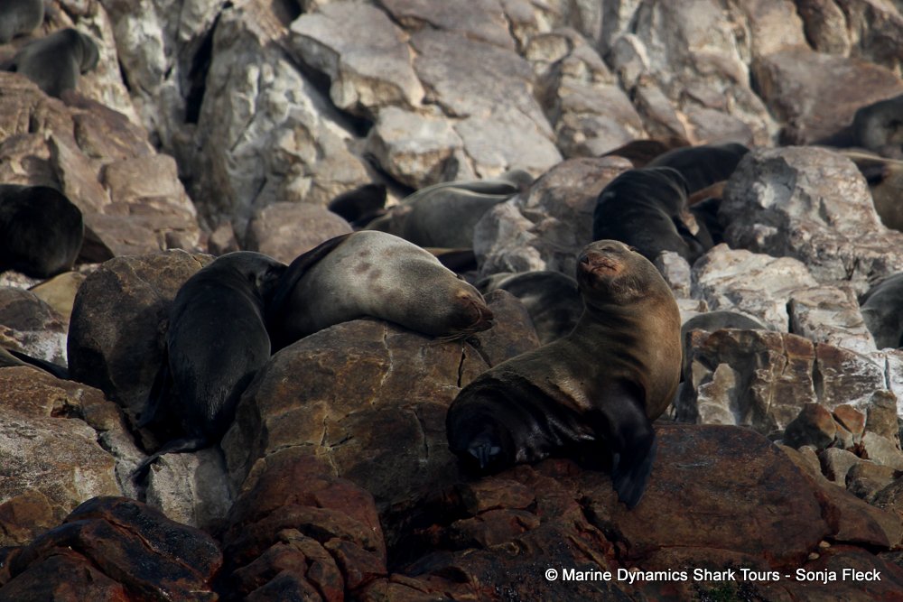cape fur seal, whale watching, gansbaai, south africa