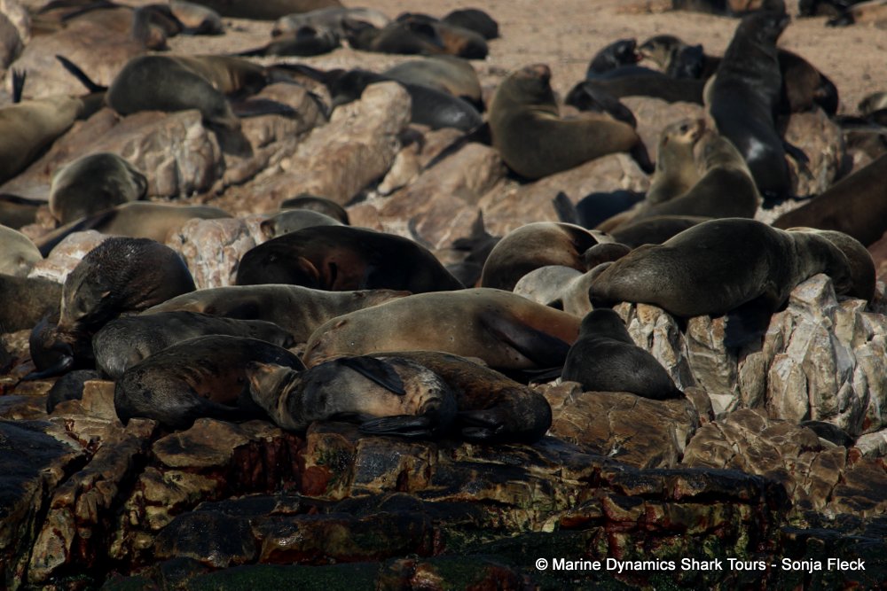 cape fur seal, whale watching, gansbaai, south africa