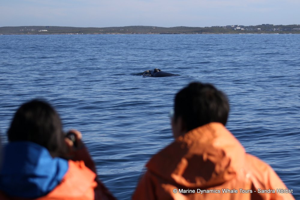 Southern right whale, whale watching, gansbaai, south africa,