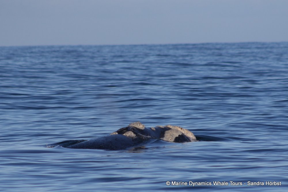 Southern right whale, whale watching, gansbaai, south africa,