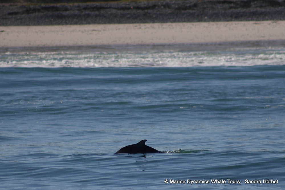 humpback dolphin, whale watching, gansbaai, south africa