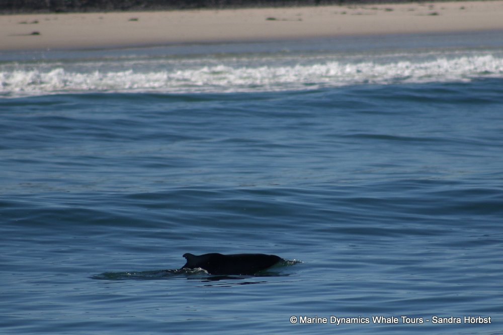 dolphin, whale watching, gansbaai, south africa,