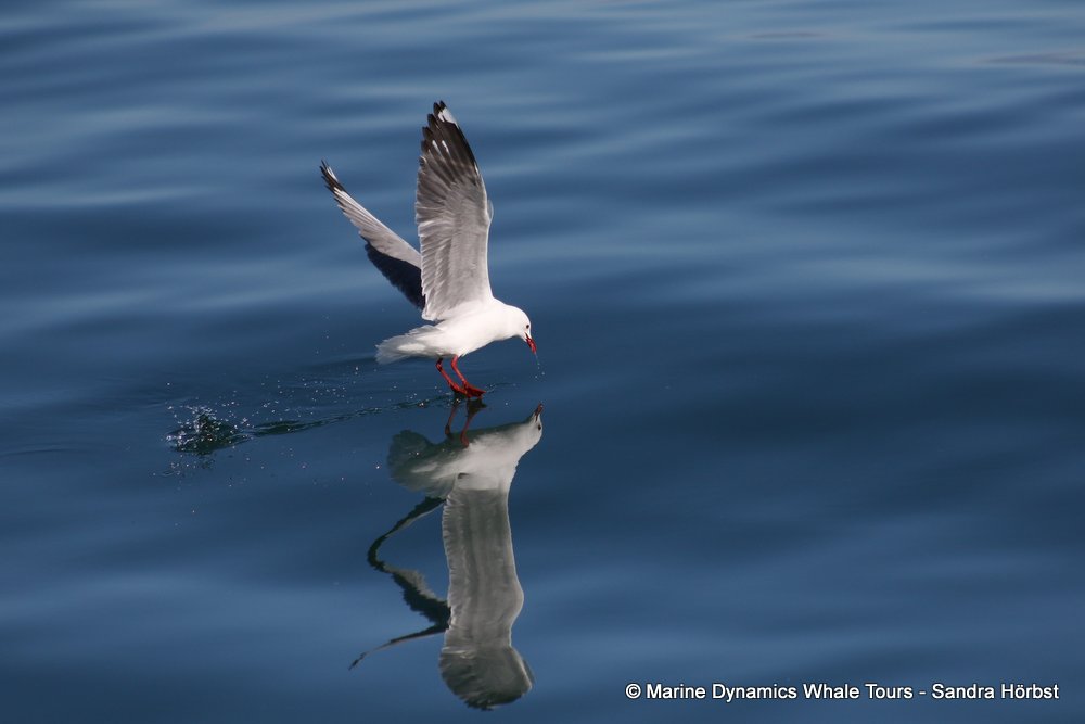 gull, whale watching, gansbaai, south africa,