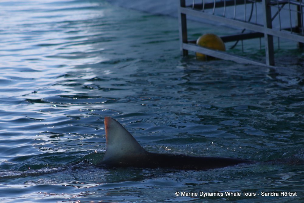 bronze whaler shark, whale watching, gansbaai, south africa,